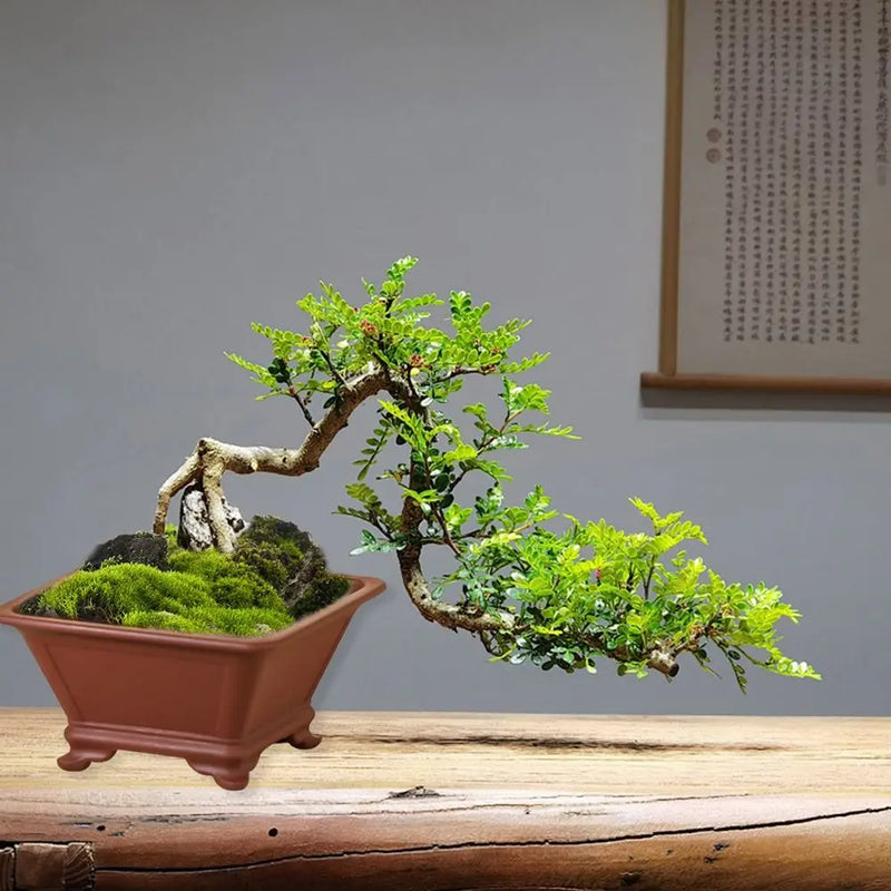 pots de fleurs en argile pour jardinage et bonsaï créatifs