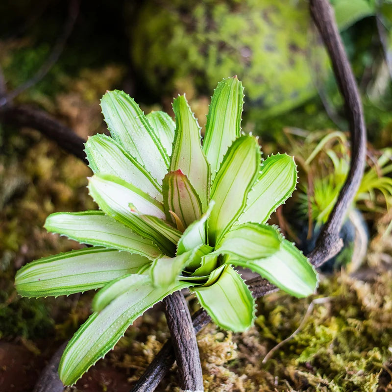 plantes succulentes artificielles toucher réel pour décoration intérieure - vue 5 sur 10