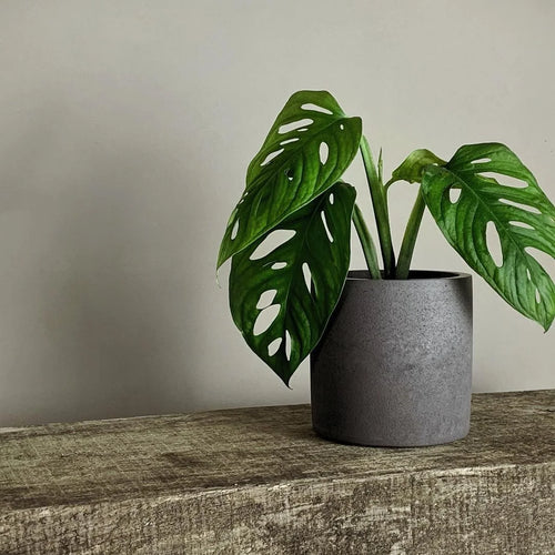 Large Silicone Planter Mold, Modern Decorative Vase, Concrete Mold, Home Decor, Flower Pot Mold, Succulent Cacti - vue 2 sur 8