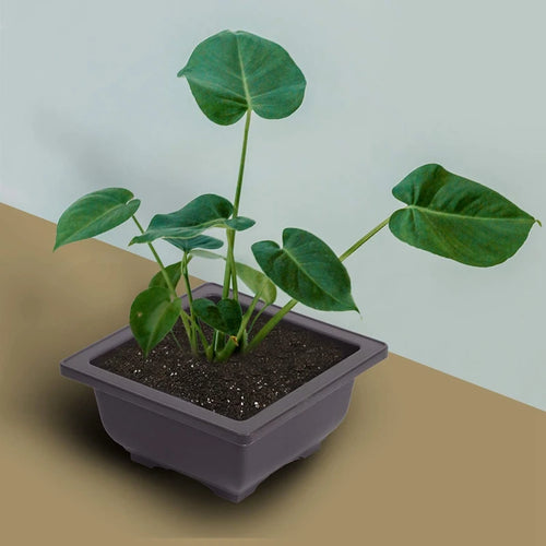 15 PCS 4.7 Inch Flower Pot, Square Plastic Bonsai Training Pot, Flower Succulent Flower Pot Container, for Garden, Interior, Home - vue 5 sur 6