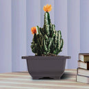 15 PCS 4.7 Inch Flower Pot, Square Plastic Bonsai Training Pot, Flower Succulent Flower Pot Container, for Garden, Interior, Home