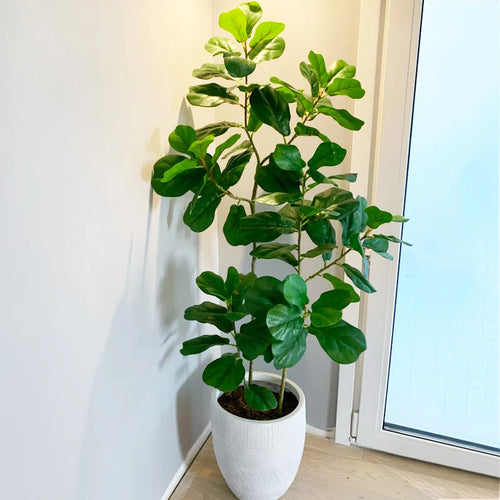 Artificial tropical ficus plant with realistic touch for indoor decoration