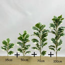 Realistic artificial ficus for indoor and outdoor decoration