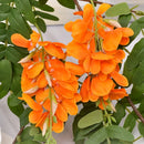 fleurs de glycine artificielles pour décoration intérieure élégante