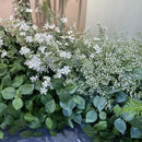 plante artificielle en tissu pour décoration intérieure moderne