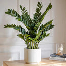Artificial tropical money tree realistic decorative plastic plant