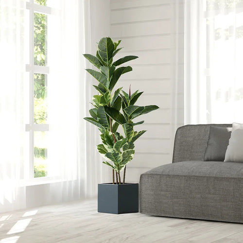 Realistic artificial ficus for indoor and outdoor decoration - vue 2 sur 26