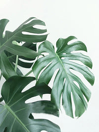 peinture diamant 5D plante verte broderie mosaïque décoration murale