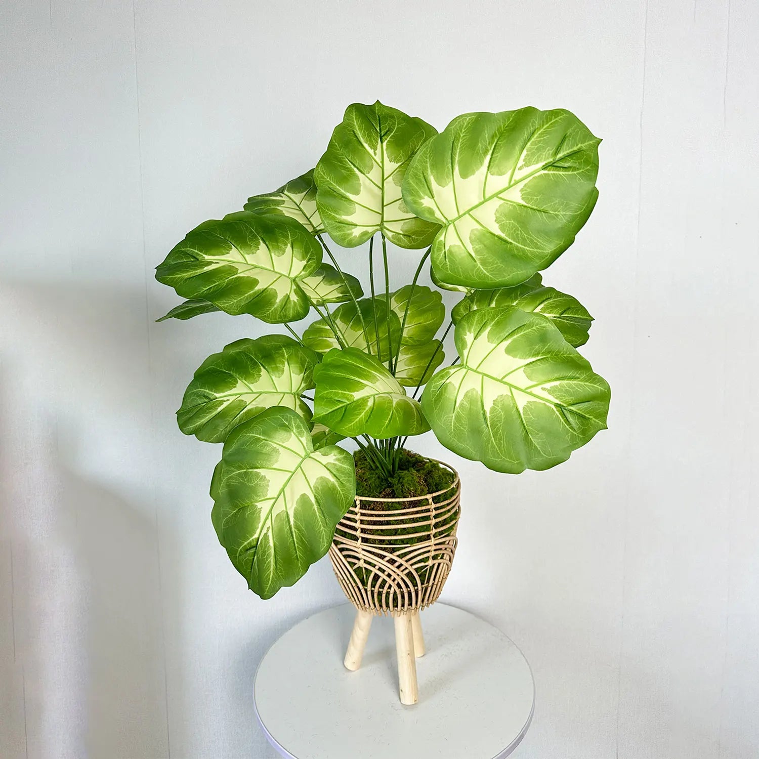 Realistic monstera plant for modern home decor - vue 5 sur 11