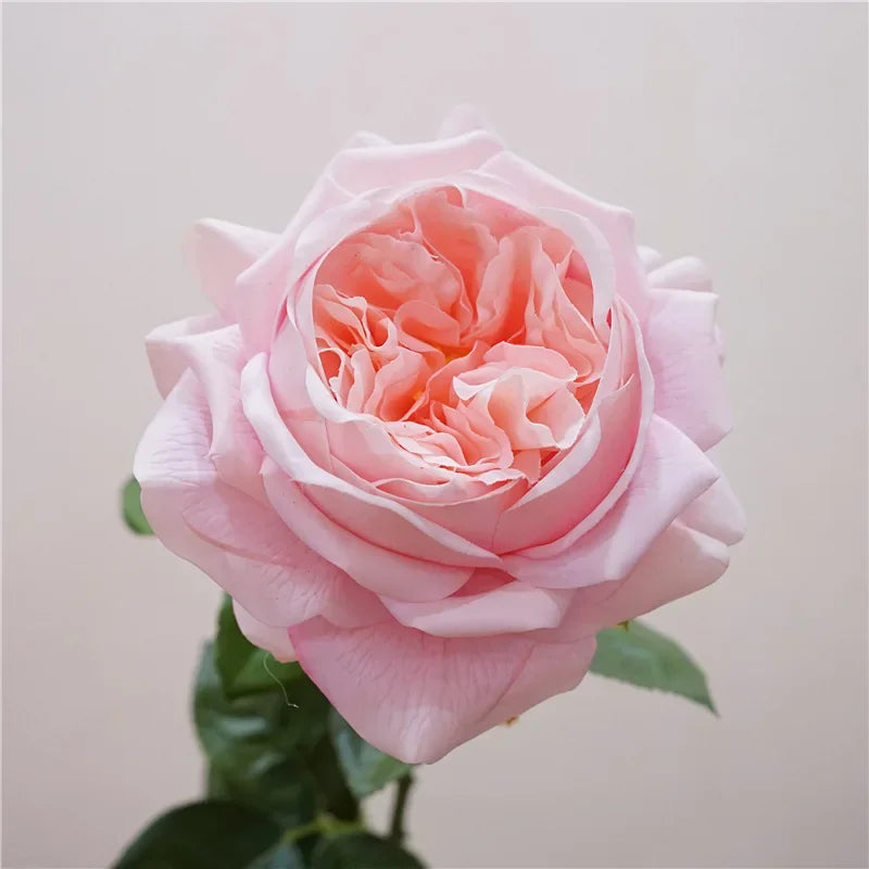 branche de rose artificielle pour un cadeau romantique et décoratif - vue 11 sur 12