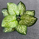 feuilles de phénix artificielles décoration verte en plastique