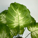 Realistic monstera plant for modern home decor