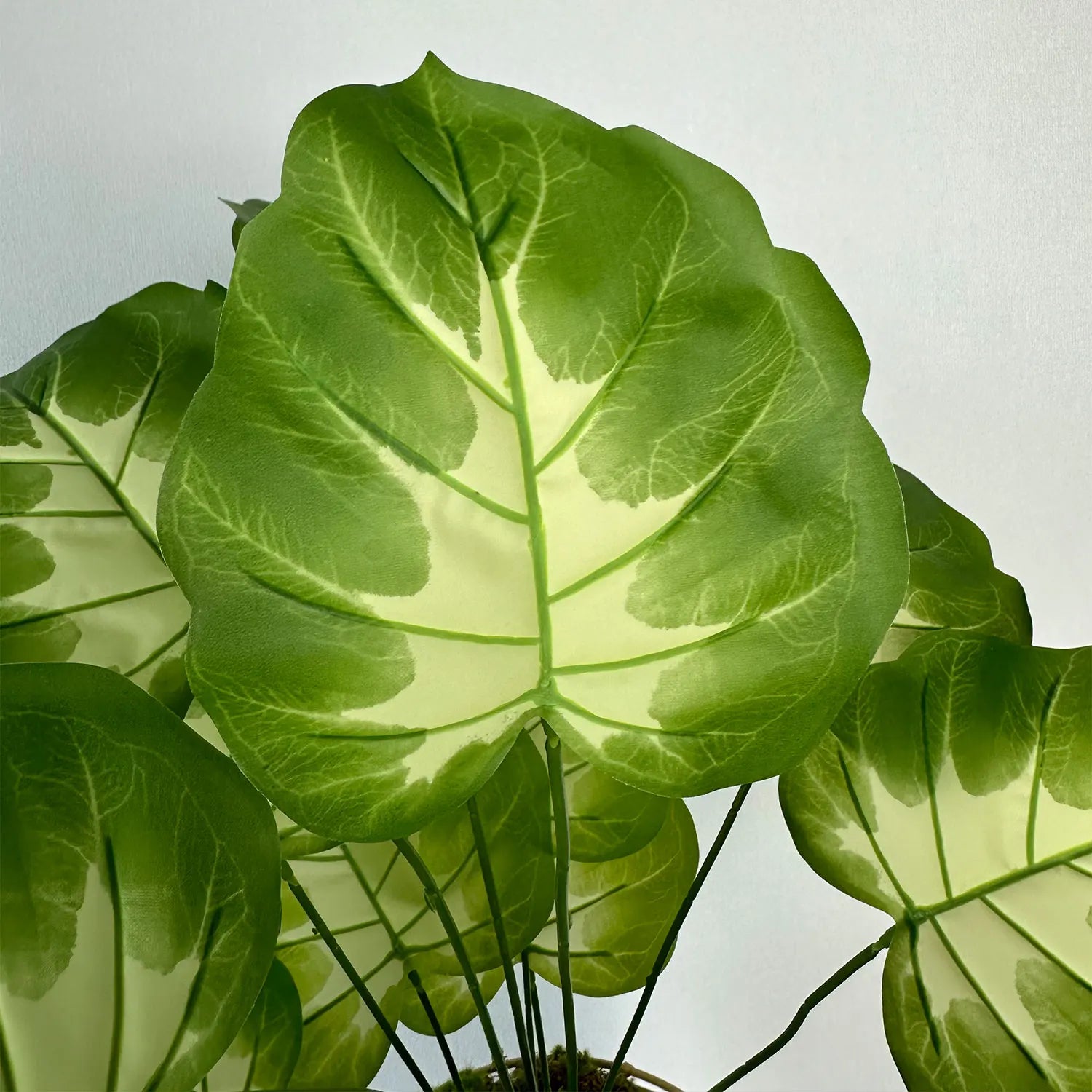 Realistic monstera plant for modern home decor - vue 6 sur 11