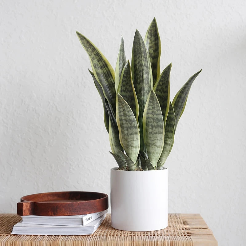 plantes artificielles succulentes aloe vera pour décoration intérieure extérieure - vue 9 sur 16