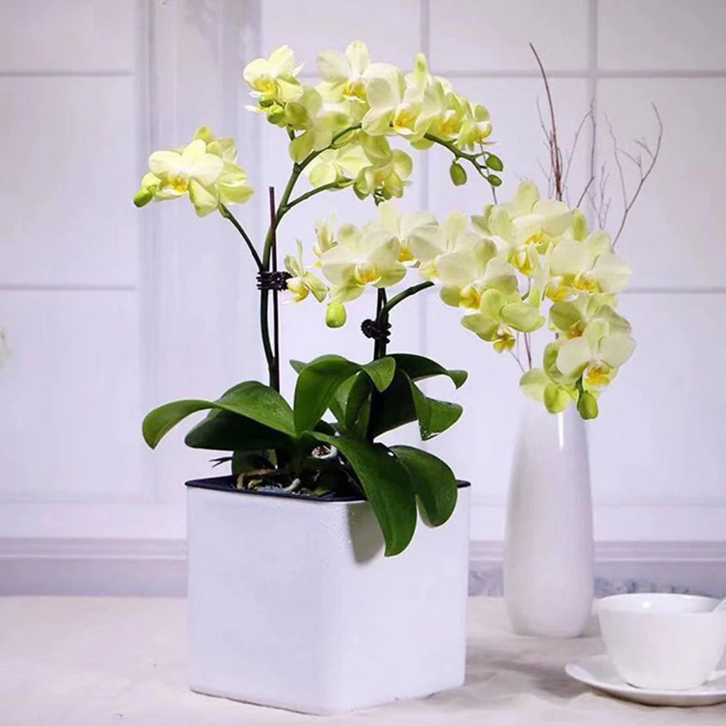 White Self Watering Planter, Water Indicator, Modern Decorative Planter Pot for all House Plants Flowers, Herbs, Vegetables - vue 4 sur 6