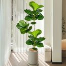 Artificial ficus branches with natural touch for indoor decor