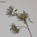 fleurs artificielles leucospermum pour décoration de mariage