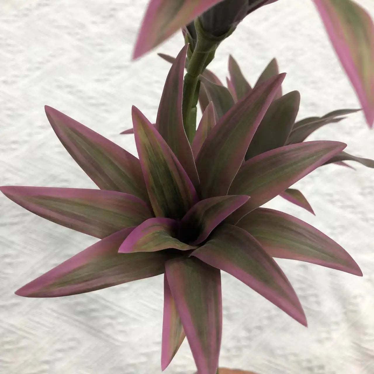 plante tropicale en pot avec palmier et bambou décoratif - vue 7 sur 18