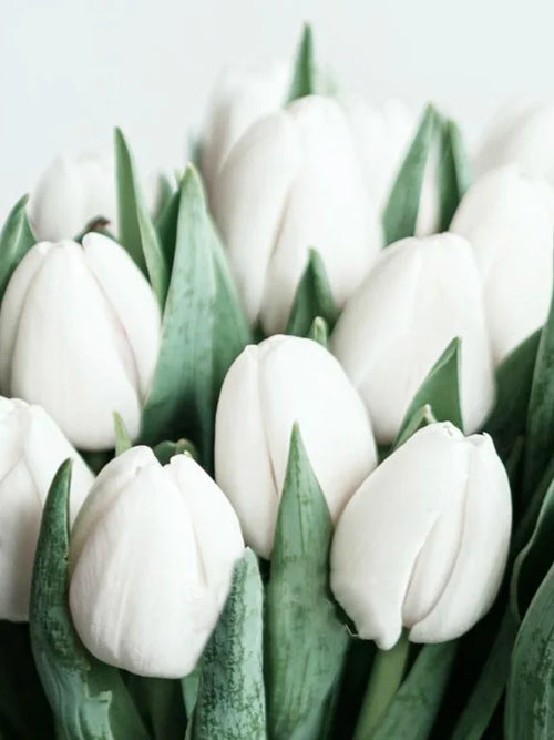 peinture diamant 5D plante verte broderie mosaïque décoration murale