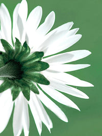 peinture diamant 5D plante verte décoration murale à broder soi-même