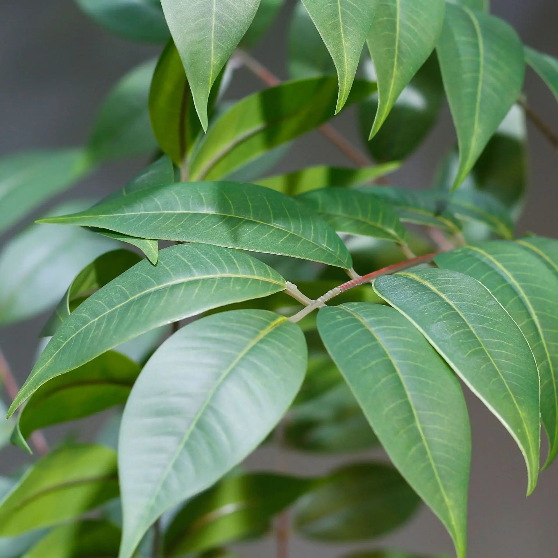 plantes artificielles grandes pour décoration intérieure et extérieure - vue 5 sur 6