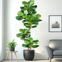 Artificial ficus branches with natural touch for indoor decor