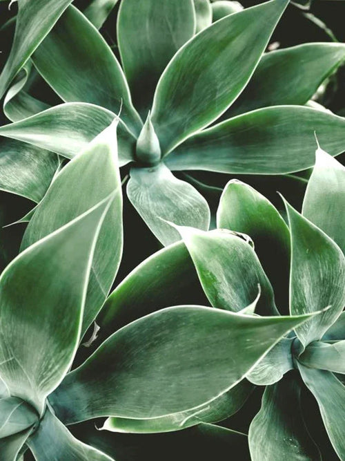 peinture diamant 5D plante verte broderie complète mosaïque décorative