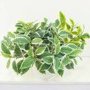 Artificial Grass Green Begonia Plants For Home Decoration,Plantas Artificiales Para Decoracion Fake Plastic Plants for Bonsai