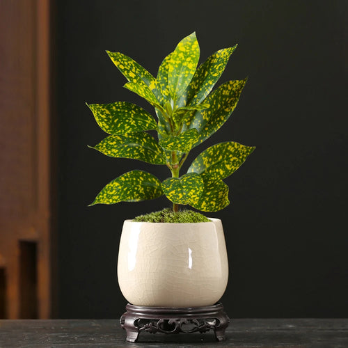 Realistic artificial ficus tree for indoor and outdoor decoration - vue 4 sur 9