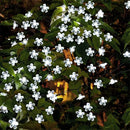 Solar garden fairy string lights for outdoor decoration