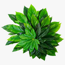 lot-de-plantes-artificielles-tropicales-en-plastique-r-alistes-pour-d-coration-4.png