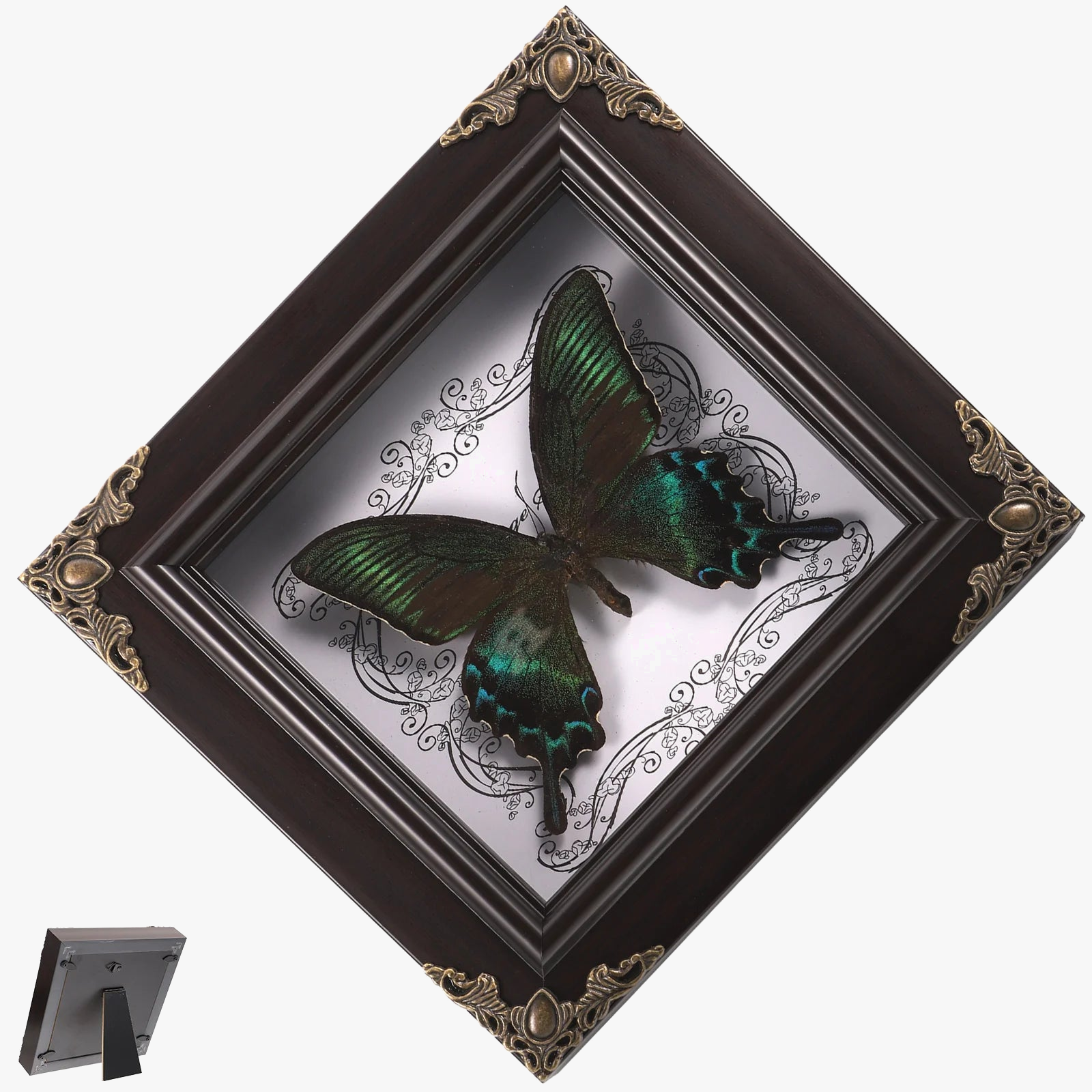 papillon encadré en taxidermie décor vintage rétro