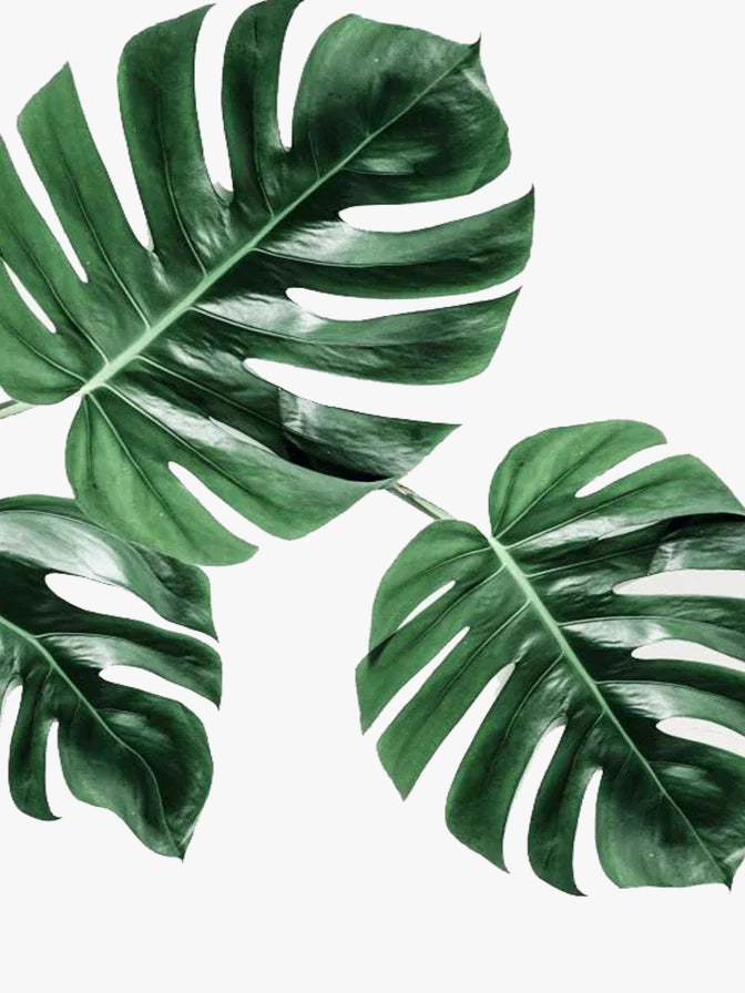 peinture-diamant-5d-cr-er-plante-verte-mosa-que-d-corative-compl-te-4.png