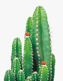 peinture-diamant-5d-cr-er-plantes-vertes-mosa-que-d-corative-artisanale-6.png