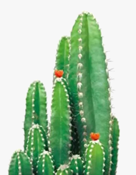 peinture diamant 5D à créer plantes vertes mosaïque décorative artisanale
